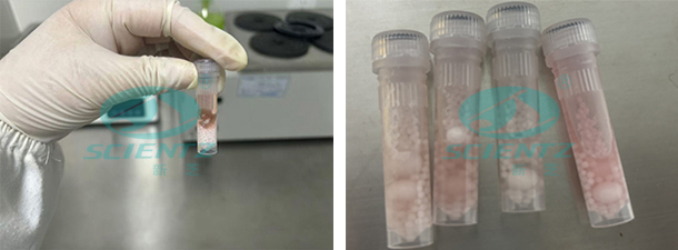 實驗前后對比圖